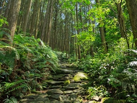 好き＆行ってみたい「三重県の森林浴スポット」ランキング！ 2位「熊野古道伊勢路」を抑えた1位は？【2025年調査】