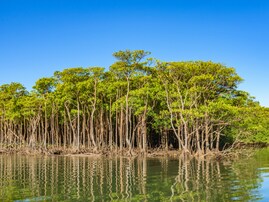 好き&行ってみたい「沖縄の森林浴スポット」ランキング！ 2位「西表島仲間川マングローブ林」、1位は？