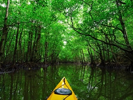 森林浴の森百選で行ってみたい「九州・沖縄の森」ランキング！ 2位「西表自然休養林」、堂々の1位は？