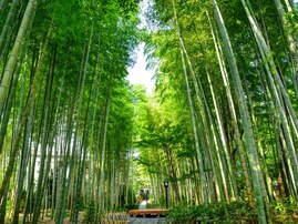 名湯百選で行ってみたい「東海地方の温泉」ランキング！ 静岡県の「修善寺温泉」を抑えた1位は？