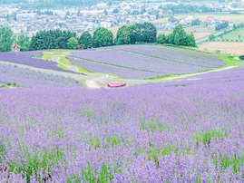 「老後を過ごしたい」都道府県ランキング！ 2位「北海道」を4票差で抑えた、1位は？