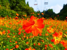 好き＆行ってみたい「北海道・東北地方のコスモスの名所」ランキング！ 2位「面白山高原コスモスベルグ」を抑えた1位は？