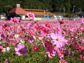 好き＆行ってみたい「中国・四国地方のコスモスの名所」ランキング！ 2位「みま町コスモス畑」を抑えた1位は？