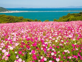 好き＆行ってみたい「九州・沖縄地方のコスモスの名所」ランキング！ 2位「のこのしまアイランドパーク」、では1位は？