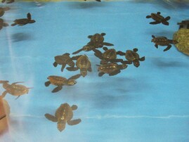 お土産が充実していると思う「三重県の道の駅」ランキング！ 2位「紀宝町ウミガメ公園」を抑えた1位は？【2025年調査】