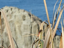 秋に行きたい「福井県の温泉地」ランキング！ 2位「東尋坊三国温泉」を抑えた1位は？【2025年調査】