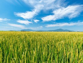 ナンバープレートでお金持ちだと思う北陸地方の地名ランキング！ 2位「新潟（新潟県）」を抑えた1位は？【2025年調査】