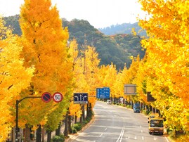 秋に行きたい「東京都の絶景ドライブスポット」ランキング！ 「高尾街道」を抑えた1位は？