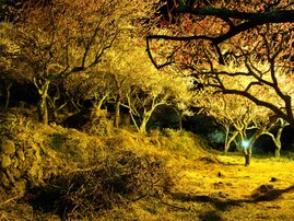 夜景が美しいと思う「神奈川県の温泉地」ランキング！ 2位「湯河原温泉」を抑えた1位は？【2025年調査】