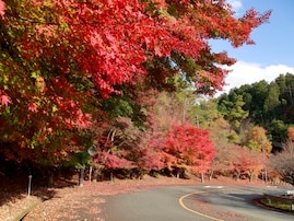 秋に行きたい「京都府の絶景ドライブスポット」ランキング！ 2位「嵐山高雄パークウェイ」、1位は？