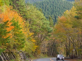 秋に行きたい「和歌山県の絶景ドライブスポット」ランキング！ 2位「高野龍神スカイライン・護摩壇山周辺ルート」、1位は？
