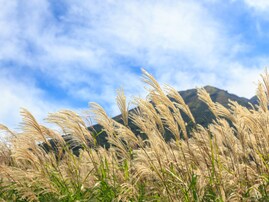秋に行きたい「鳥取県の絶景ドライブスポット」ランキング！ 2位「桝水高原・鍵掛峠周辺ルート」、1位は？