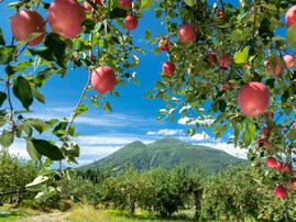 「果物が魅力的」だと思う都道府県ランキング！ 2位「青森県」を抑えた1位は？【2025年調査】