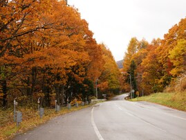 秋に行きたい「岐阜県の絶景ドライブスポット」ランキング！ 「せせらぎ街道」を抑えた1位は？