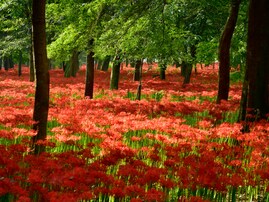 秋に行きたいと思う「埼玉県の絶景スポット」ランキング！ 2位「巾着田曼珠沙華公園」を抑えた1位は？【2025年調査】