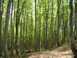 秋に行きたい「石川県の穴場秘境」ランキング！ 2位「大嵐山」、1位は？ 【2025年度調査】