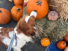 大谷翔平、オフにデコピンとお出掛け！ プライベートショットに「相変わらずカメラ慣れしてるな」反響