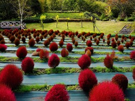 秋に行きたいと思う「岡山県の絶景スポット」ランキング！ 2位「蒜山ハーブガーデンハービル」、1位は？