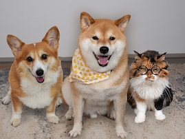 同居コーギーにまで影響が…！ 大人気・柴犬スティーブの「気分次第のオイデ」再教育へのほっこり奮闘