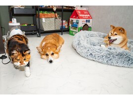 【SNSで大人気！】柴犬スティーブの「ピプピプ」が癖になった理由を配信者が語る！