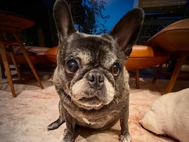 浜崎あゆみ、おしゃれな自宅＆愛犬公開！ 「こんなわんこ家に居たら毎日早く帰りたくなるよね」の声