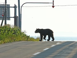 「クマは恐ろしい猛獣」論争の知られざる背景。クマ被害の裏側で進行するシカ急増と森林破壊の危機