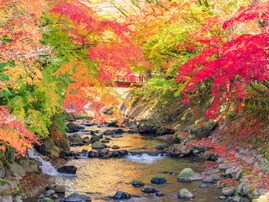 老後に行きたいと思う「静岡県（伊豆・熱海・東伊豆エリア）の温泉地」ランキング！ 2位「修善寺温泉」を抑えた1位は？ 【2025年調査】