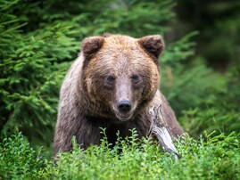 20年の「ウンコ拾い」で判明！ 秋に1年の80％を食い溜めするクマの生態とドングリ凶作のヤバさ