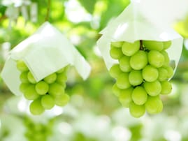 旅先で買いたい「山梨県のお土産」ランキング！ 2位「玉洋かん（シャインマスカット）」、1位は？ 【2025年調査】