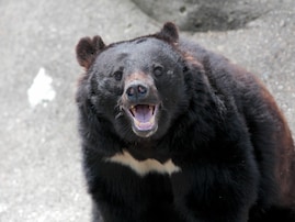 【緊迫記録】ツキノワグマが2時間で10頭…前代未聞の大量目撃！ 2023年秋田で見た“今につながる異変”