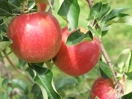 旅先で食べたい「青森県のご当地グルメ」ランキング！ 2位「りんご」、1位は？ 【2025年調査】