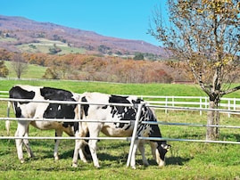 職場で配りたい「栃木県のお土産」ランキング！ 2位「バターのいとこ」、1位は？ 【2025年調査】
