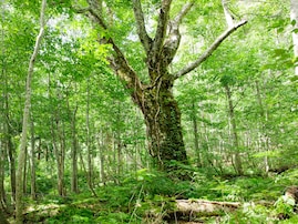 好き＆行ってみたい「秋田県のパワースポット」ランキング！ 2位「白神山地のブナ林」を抑えた1位は？【2025年調査】