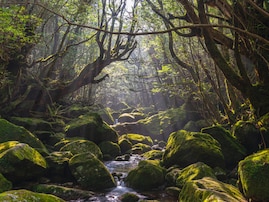 長期休みに行きたい「鹿児島県の穴場秘境」ランキング！ 2位「白谷雲水峡（屋久島）」、1位は？ 【2025年調査】