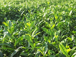 埼玉県らしさを感じる「1200円～1700円未満のお土産」ランキング！ 2位「さやま茶らんぐ」を抑えた1位は？【2025年調査】