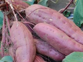 埼玉県らしさを感じる「1700円以上のお土産」ランキング！ 2位「いも恋」を抑えた1位は？【2025年調査】