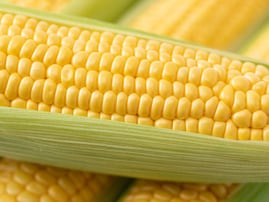 北海道らしさを感じる「1000円未満のお土産」ランキング！ 2位「とうきびチョコ（ホリ）」を抑えた1位は？【2025年調査】