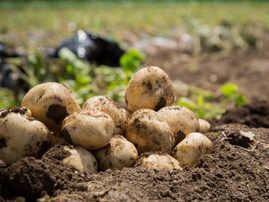 絶対に外さないと思う「北海道の1000円～1500円未満のお土産」ランキング！ 2位「じゃがポックル（カルビー）」を抑えた1位は？【2025年調査】