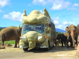 【大分】外国人に人気の観光地ランキング！ 2位「九州自然動物公園 アフリカンサファリ」、1位は？