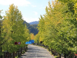 冬に行きたい「東京都の絶景ドライブスポット」ランキング！ 2位「高尾街道（高尾山～陣馬街道）」を抑えた1位は？【2026年調査】
