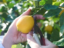 もらったらうれしい「広島県の1000円～1500円未満のお土産」ランキング！ 2位「瀬戸田レモンケーキ 島ごころ」を抑えた1位は？【2025年調査】