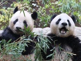 「仲のいい国にしか行かない」日本パンダ“ゼロ”の衝撃…かわいさの裏に隠された「冷徹なルール」