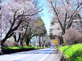 栃木で行ってみたい＆好きな桜の名所ランキング！ 2位「日光街道桜並木」を抑えた1位は？【2026年調査】