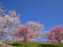 千葉で行ってみたい＆好きな桜の名所ランキング！ 2位「成田市さくらの山」を抑えた1位は？【2026年調査】