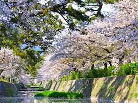 兵庫で行ってみたい＆好きな桜の名所ランキング！ 2位「夙川河川敷緑地」を抑えた1位は？【2026年調査】
