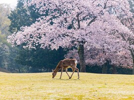 奈良で行ってみたい＆好きな桜の名所ランキング！ 2位「奈良公園」を抑えた1位は？【2026年調査】