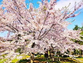 北海道で「行ってみたい＆好きな桜の名所」ランキング！ 2位「円山公園」を抑えた1位は？【2026年調査】