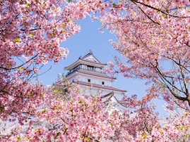 福島県で「行ってみたい＆好きな桜の名所」ランキング！ 2位「鶴ヶ城公園」を抑えた1位は？【2026年調査】