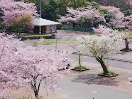 徳島で行ってみたい＆好きな桜の名所ランキング！ 2位「眉山公園」を抑えた1位は？【2026年調査】