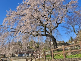 大分で行ってみたい＆好きな桜の名所ランキング！ 2位「大原大しだれ桜」を抑えた1位は？【2026年調査】